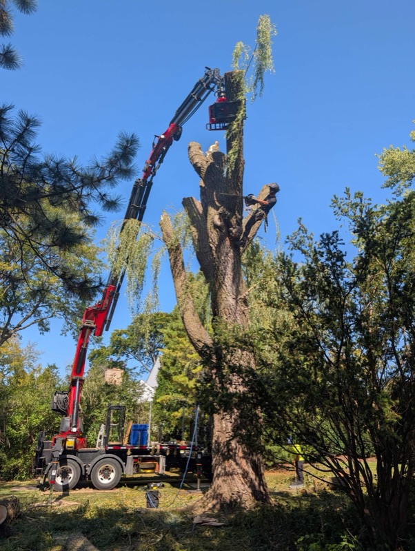 A mechanized tree take-down underway behind a southeastern Wisconsin home