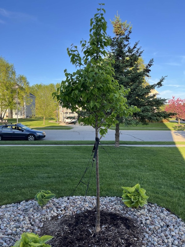 A newly planted young tree in a mulched bed in a suburban Wisconsin yard